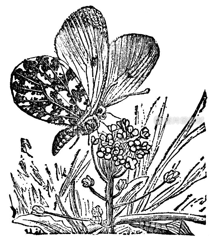 桔尖蝴蝶昆虫(Anthocharis Cardamines) - 19世纪